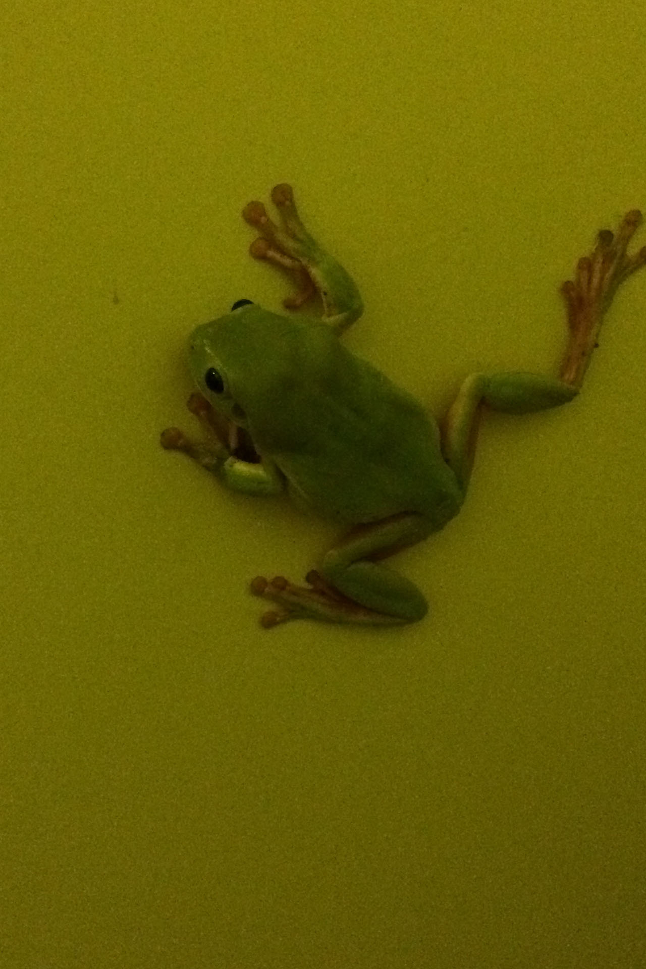 Toilet Frog Two.
