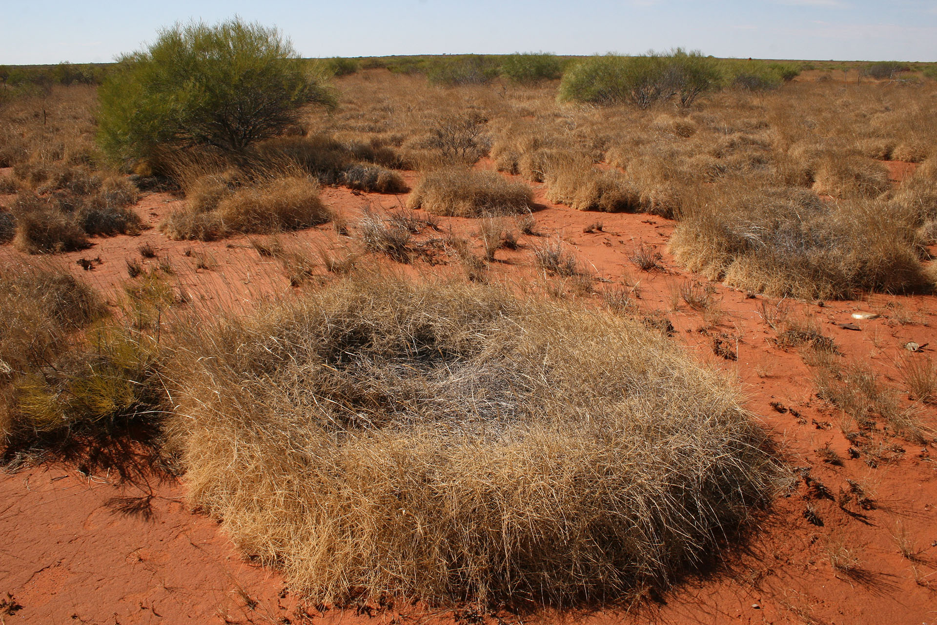 Dry grass is coiled into these circular shapes.