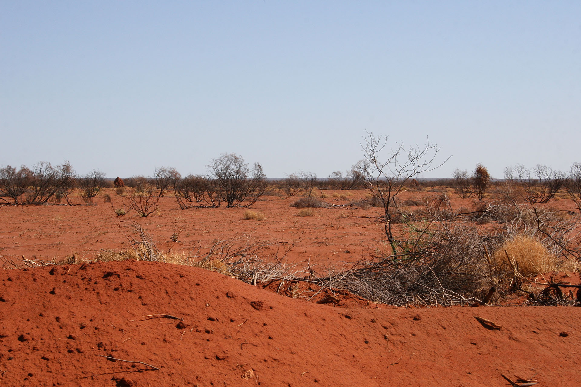 Red desert and termite mounds far ahead.