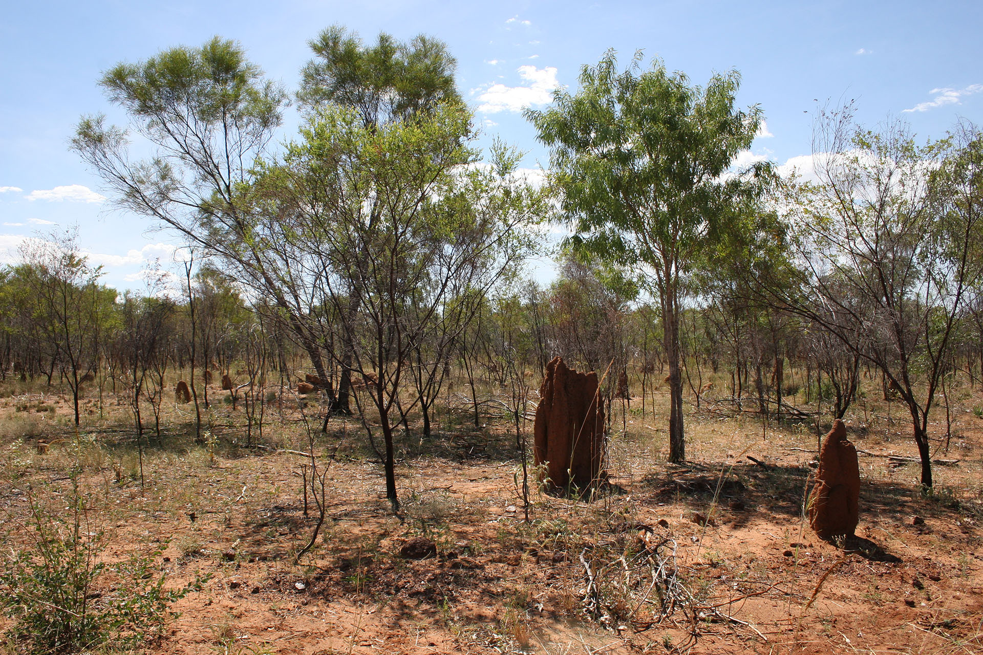 These termite mounds don't look like dinosaur dung anymore, but rather like <a href=