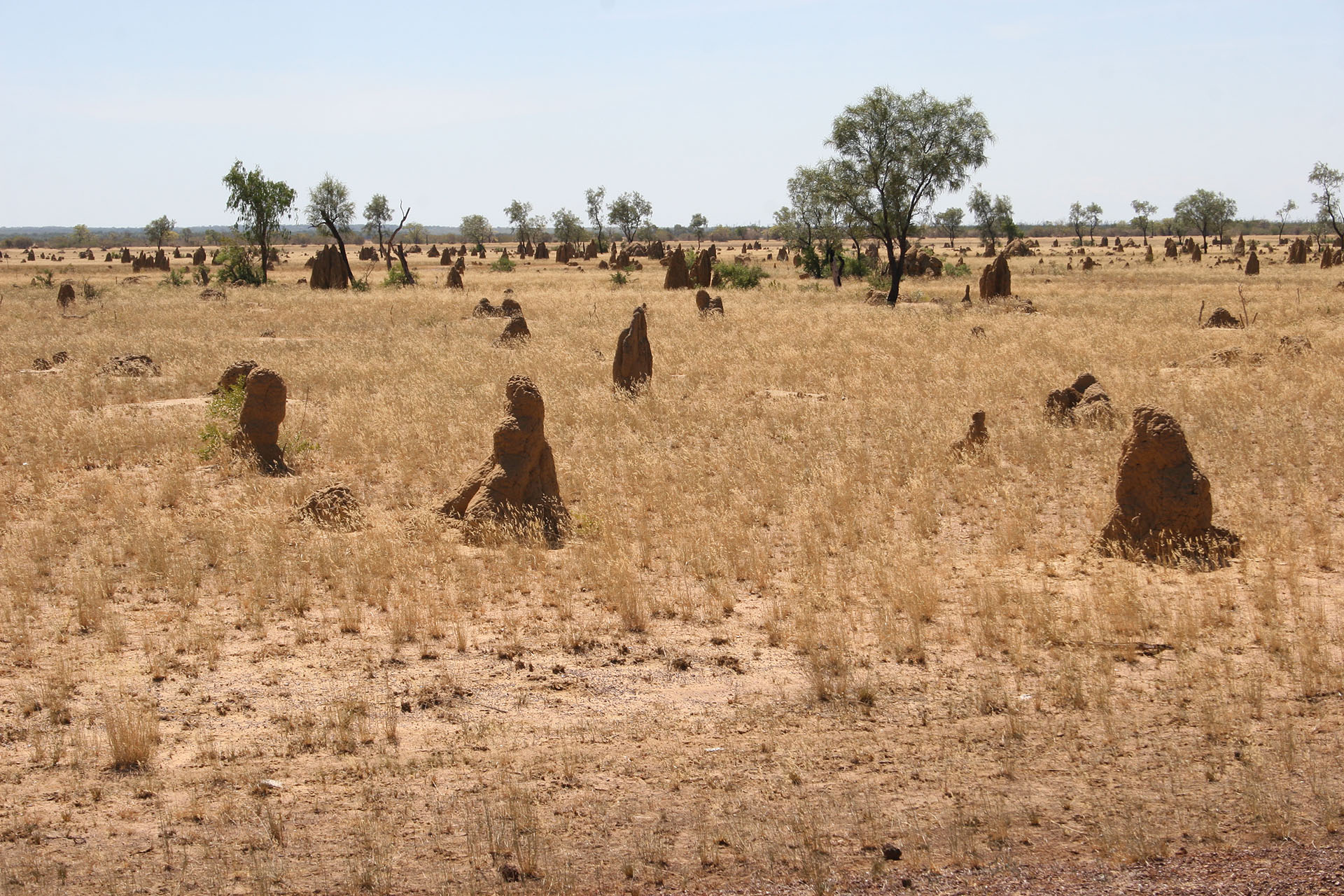 Termite mounds galore.