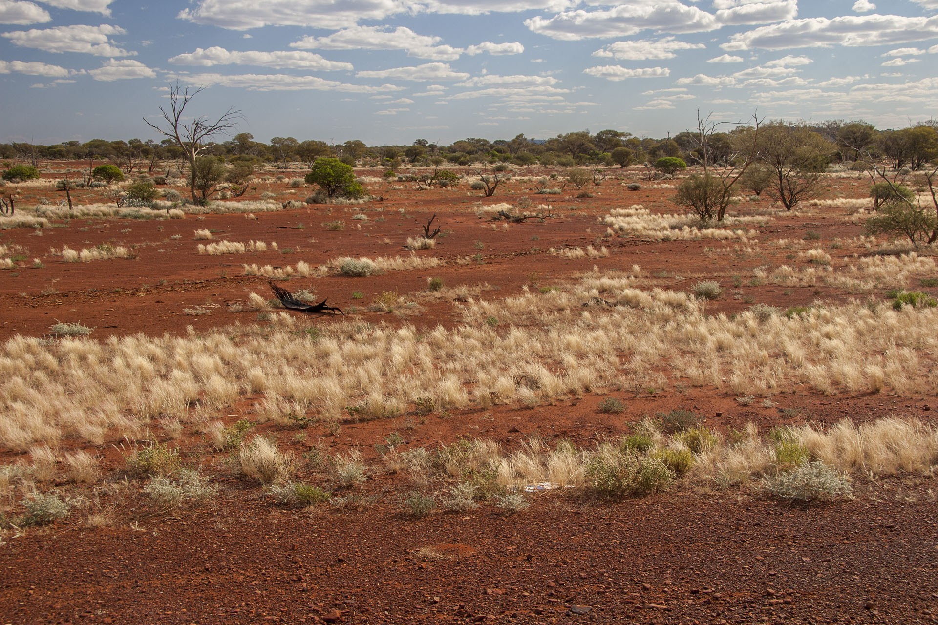 Deep red soil and golden spinifex: Pilbara is close.