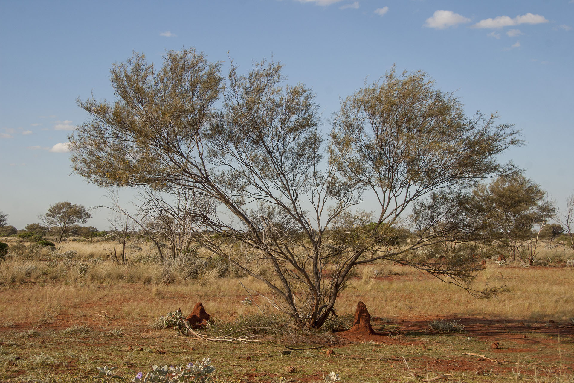 The roadside termite mounds: it's time for them already.