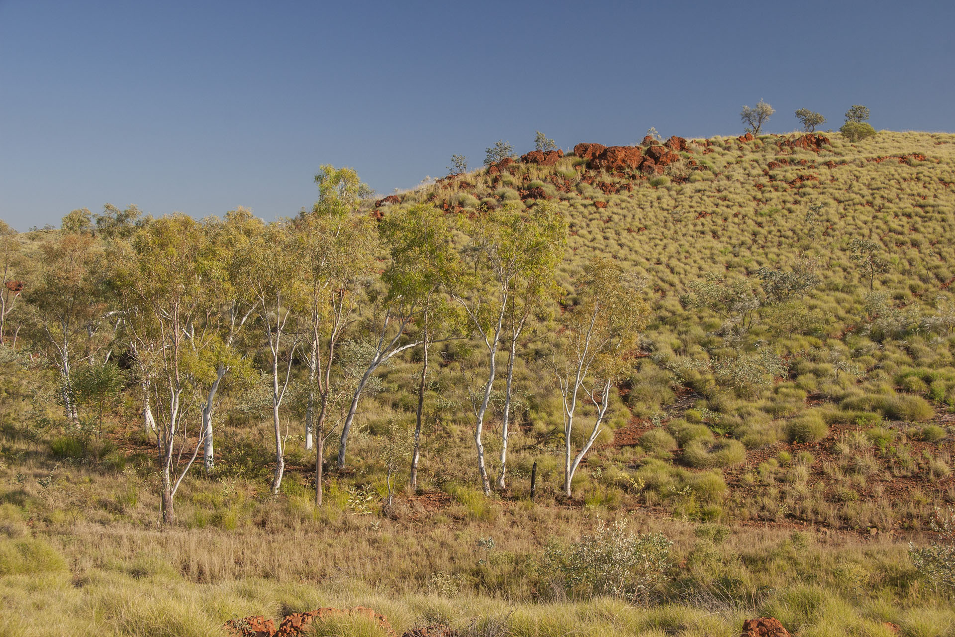 Weathered ranges and ghost gums.