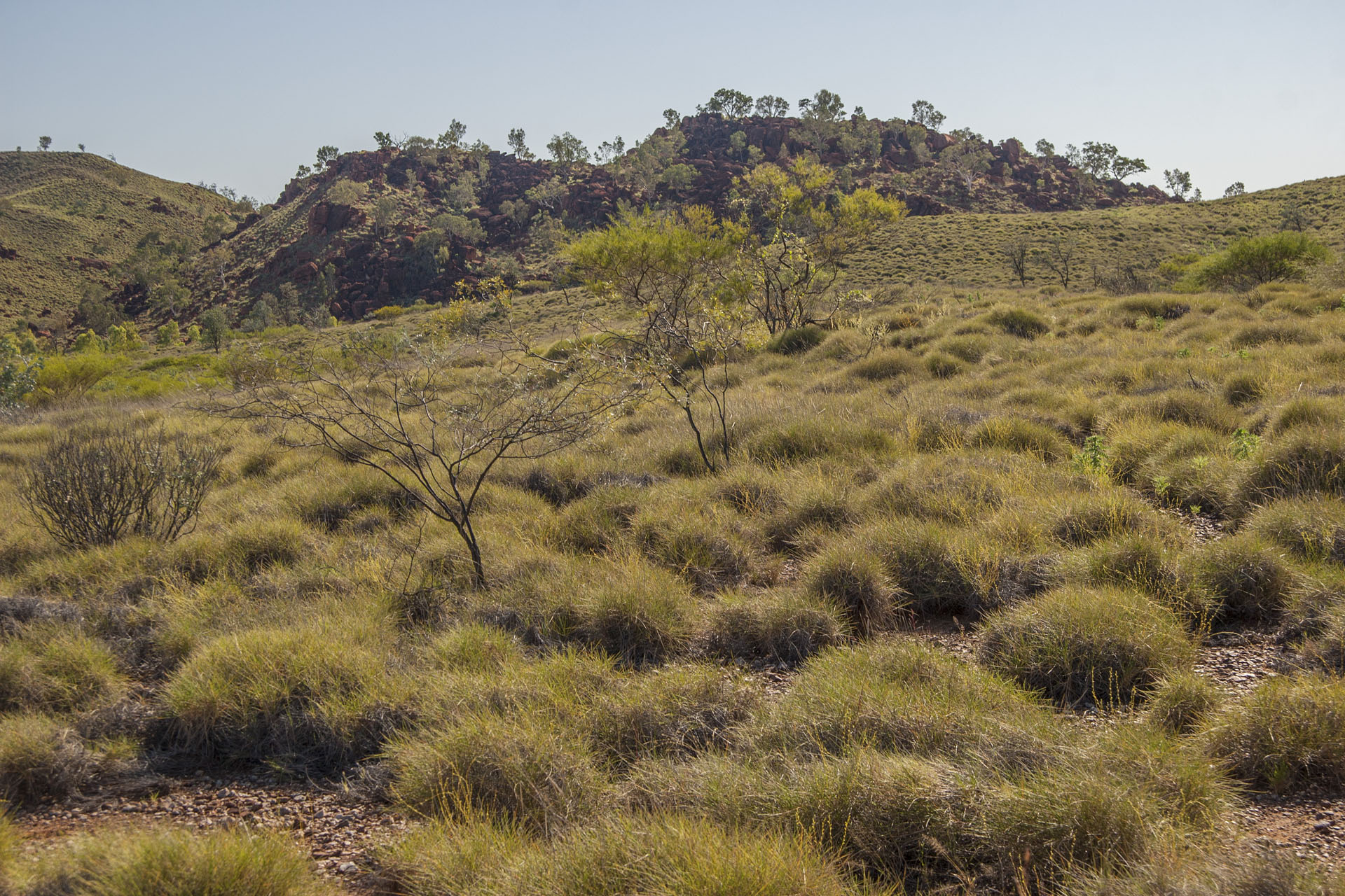 Spinifex, trees, hills.