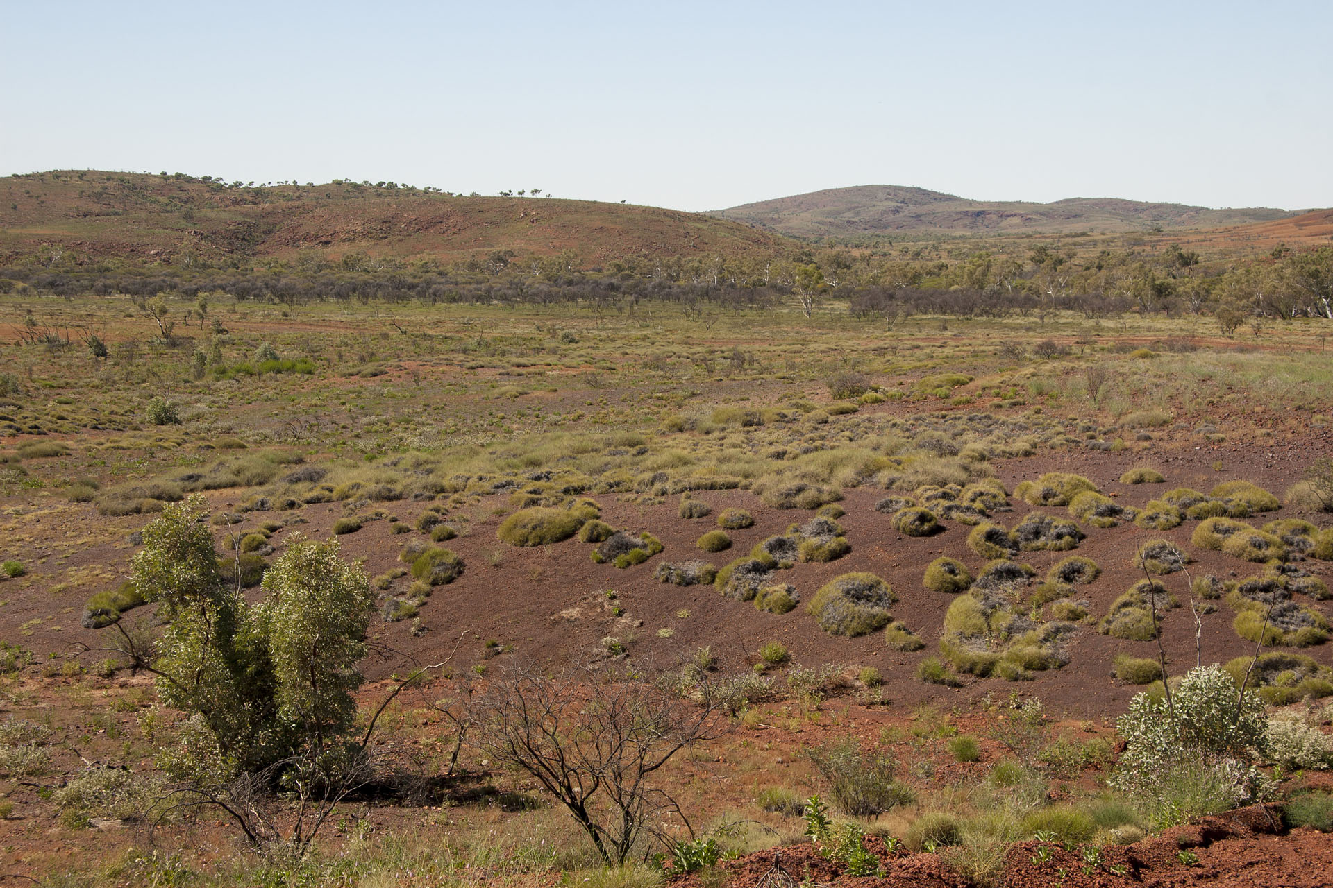 Purple soil and spinifex.