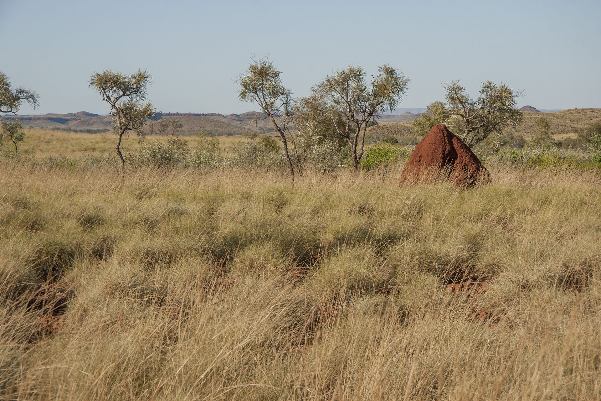 Did I say I love termite mounds?