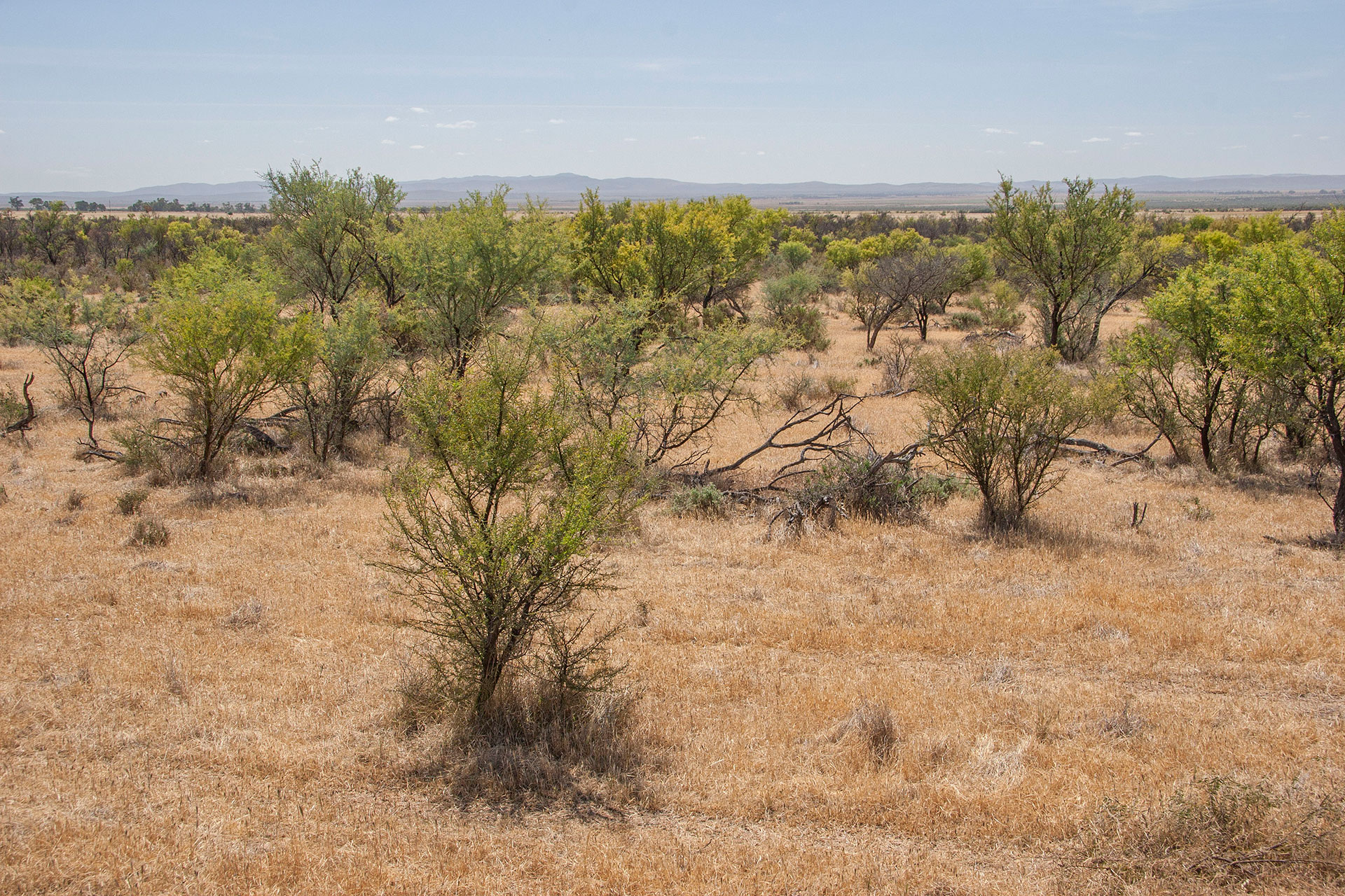 Crops fields turn to shrubland.