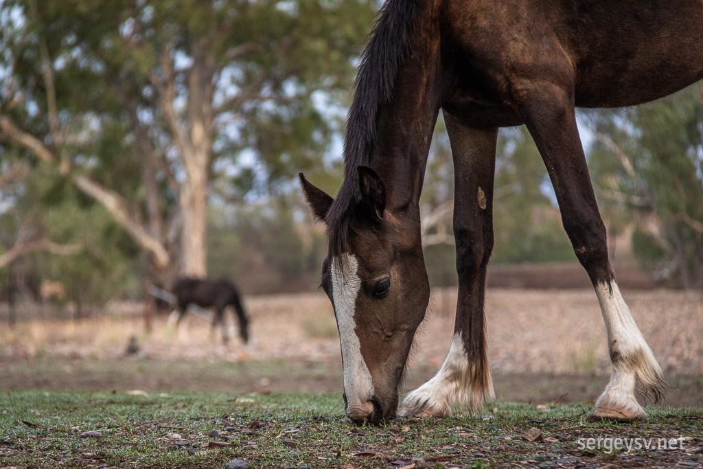 A good horse always knows what it wants.