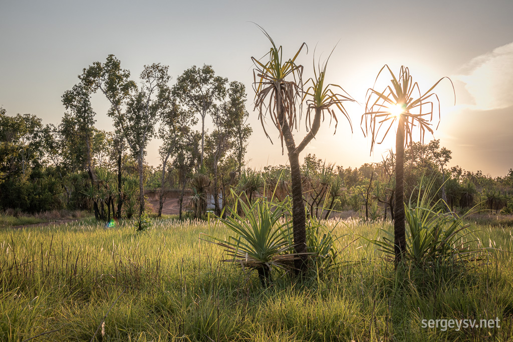 Pandanus palms.