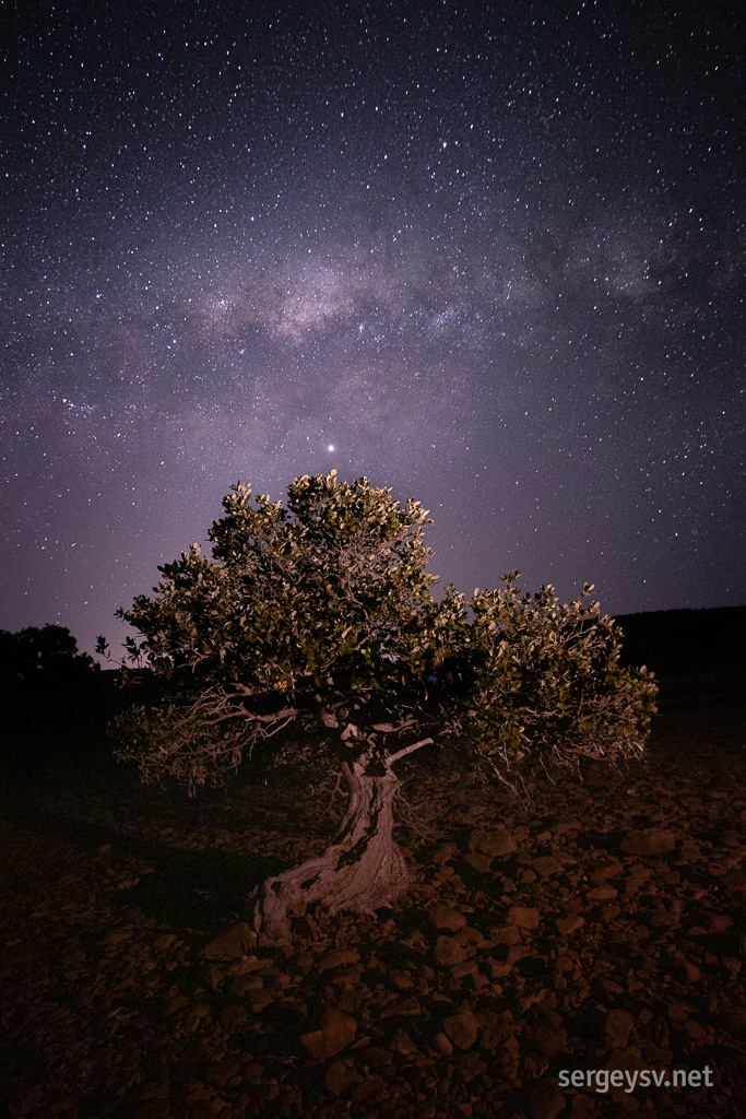 The fairytale mangroves.