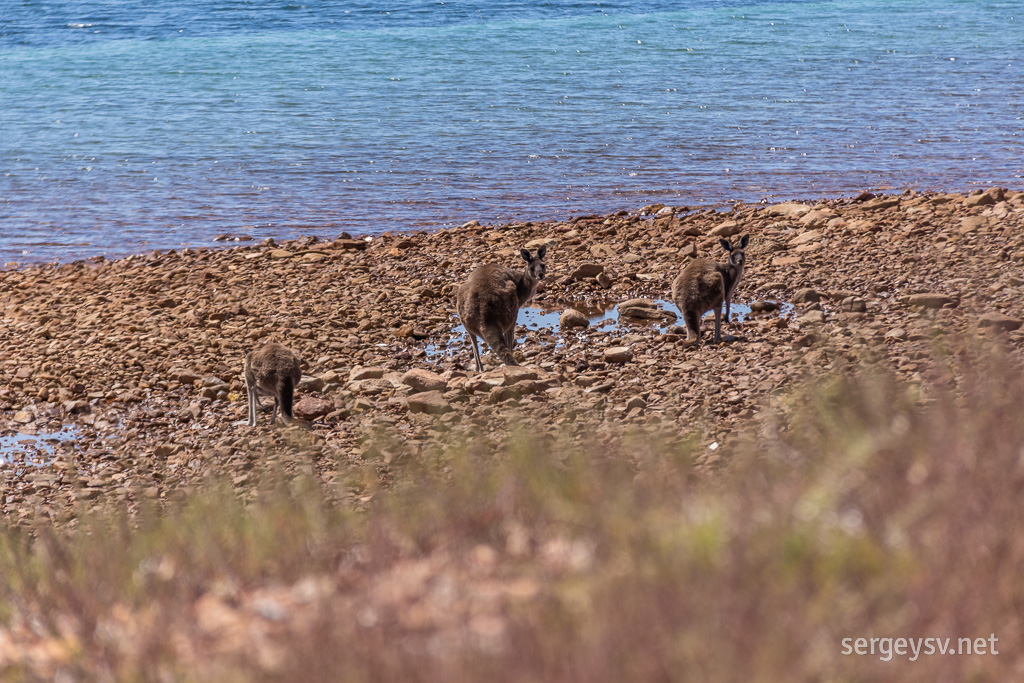 The foragers.