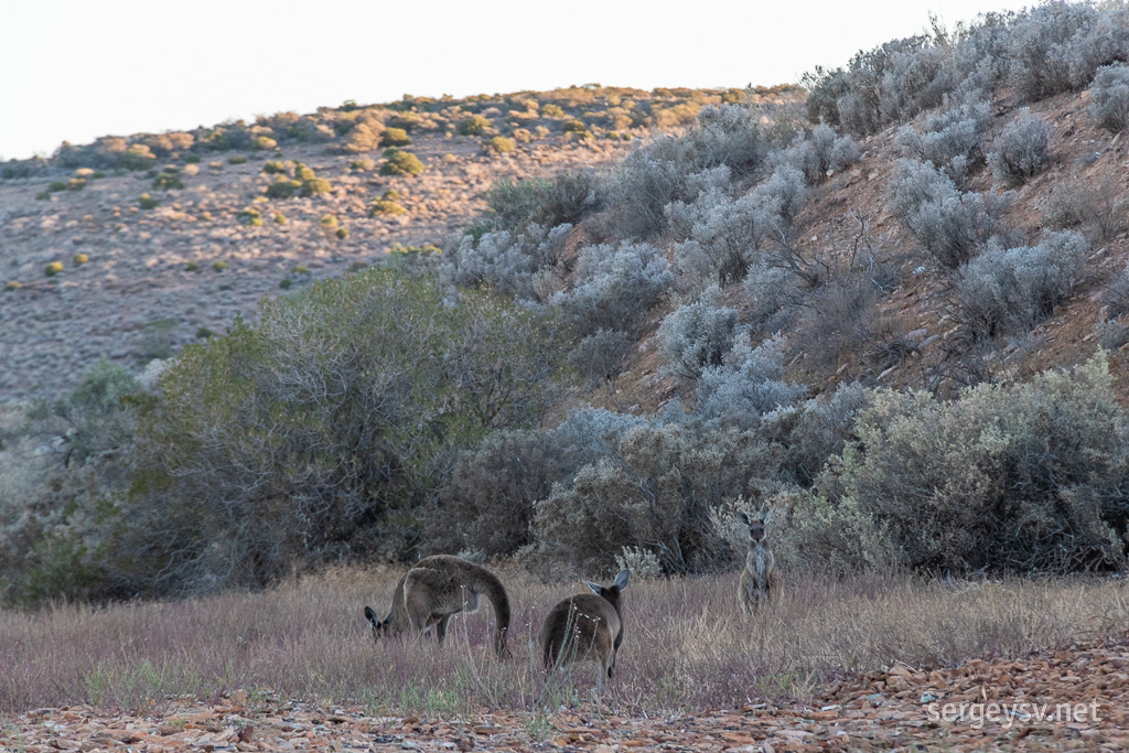 Grazers, plural.