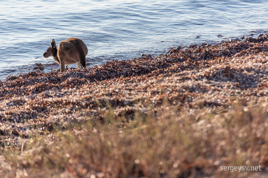 Those seaweeds might be tasty.