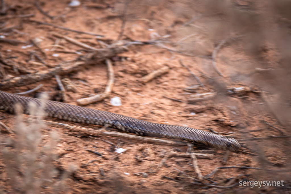 A rather menacing snake.