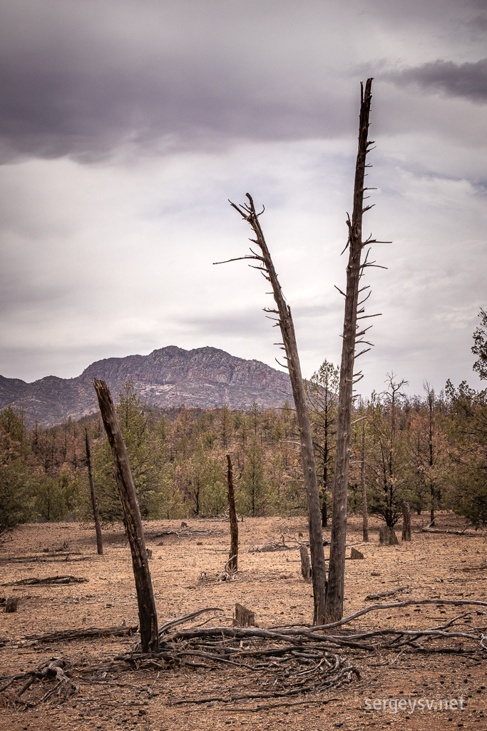 Bushfire victims?