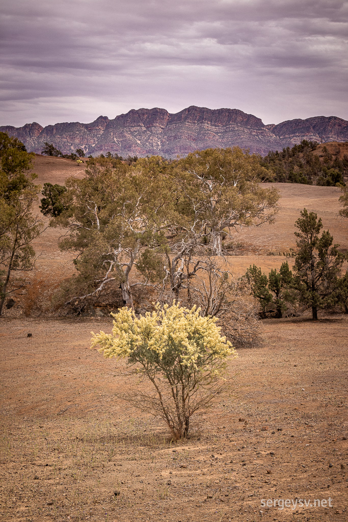 Wattles are in full bloom.