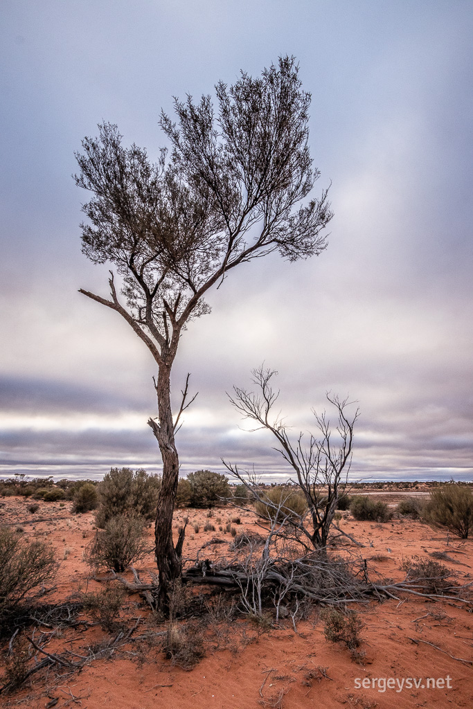 Trees come in all shapes and sizes.