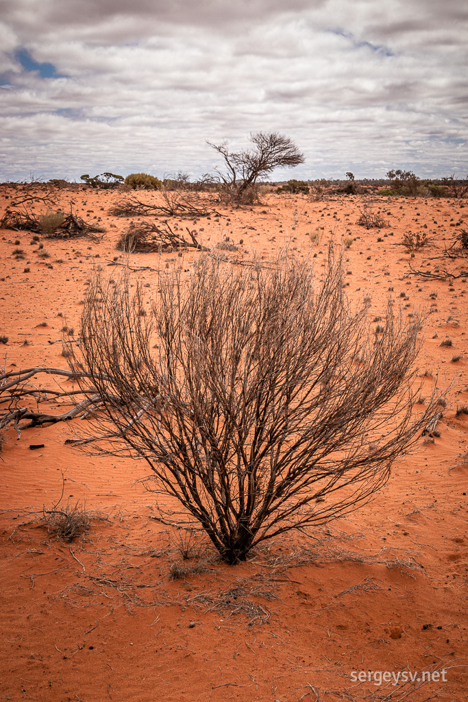 Some very dry scrubs.