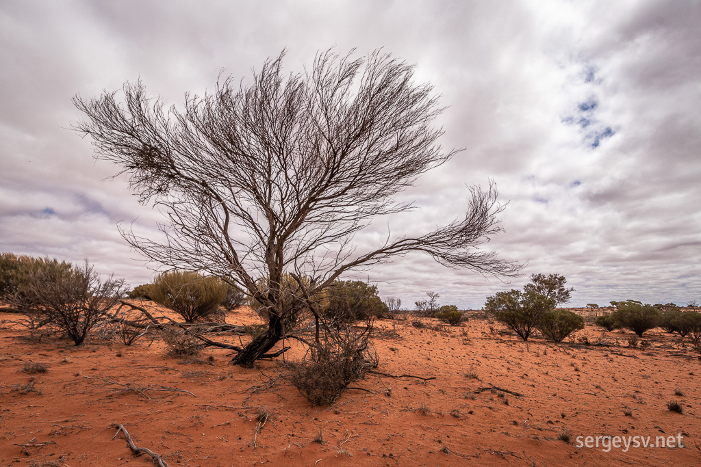 More unique desert trees.