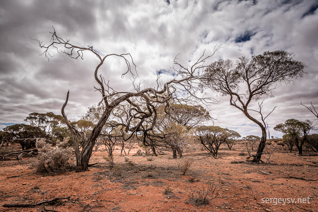 More, more twisty trees!