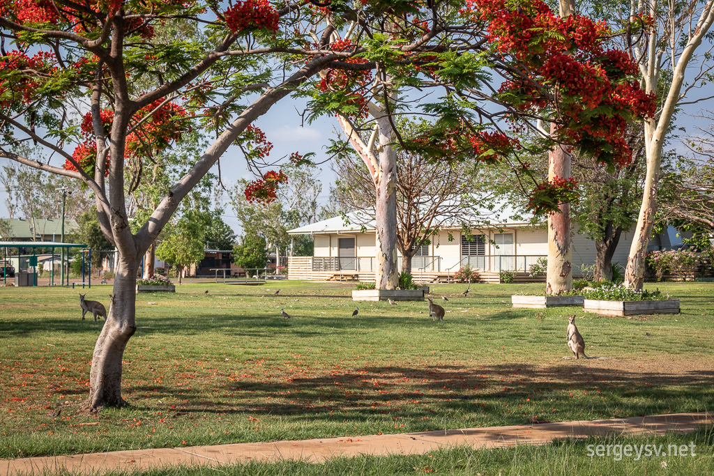 Wallabies of Burketown.