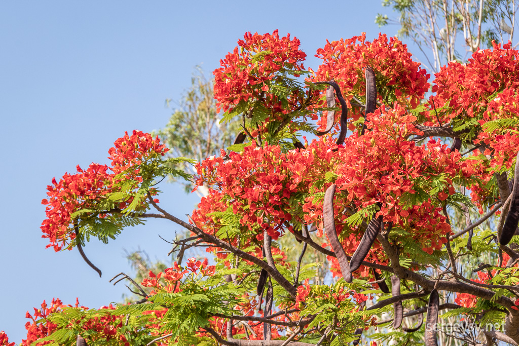 Very peculiar trees. Never seen them anywhere else outside Queensland.