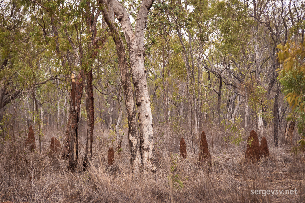 Termites reign in the undergrowth.