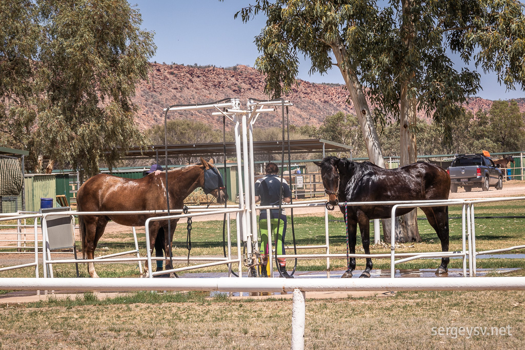 Horses are taking a shower.