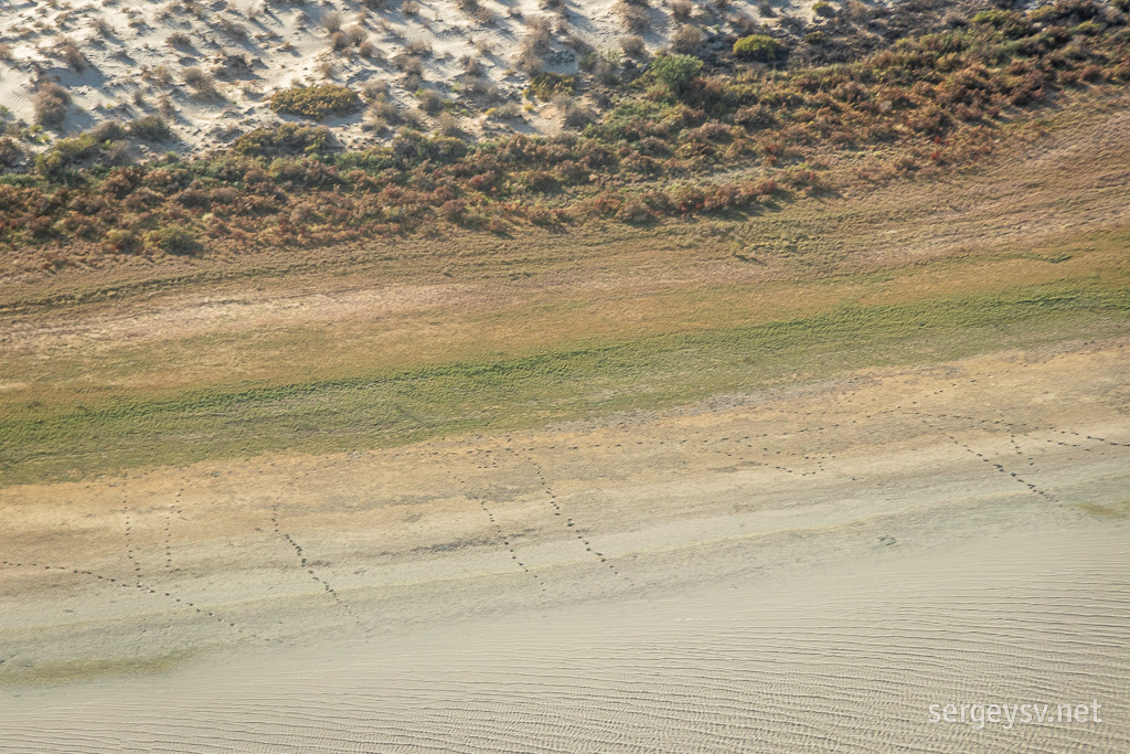 Emu tracks.