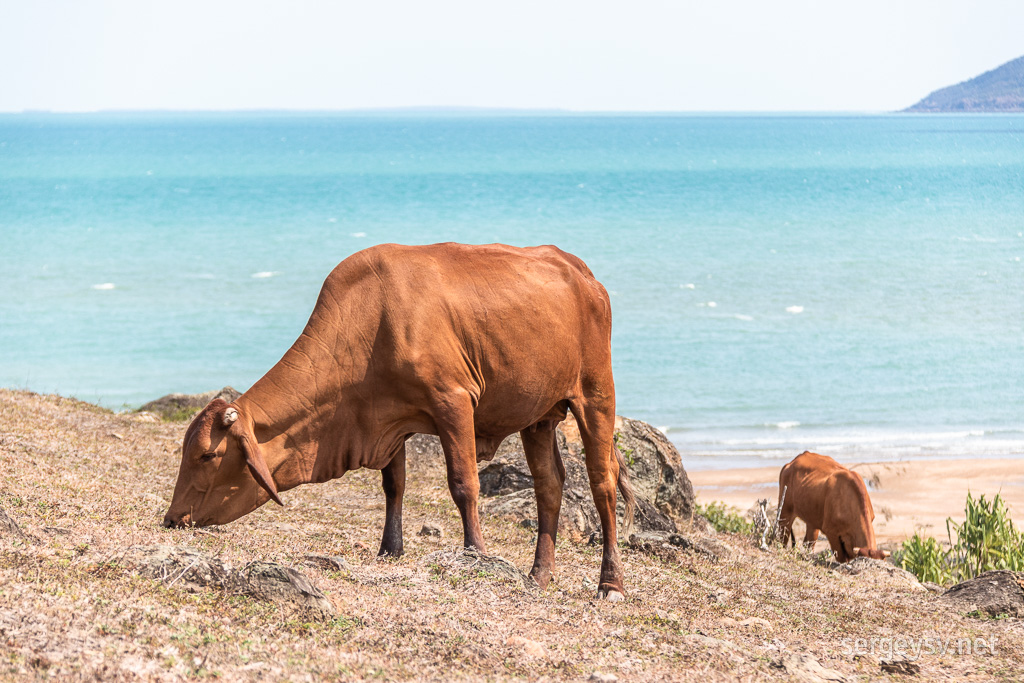 Cows!