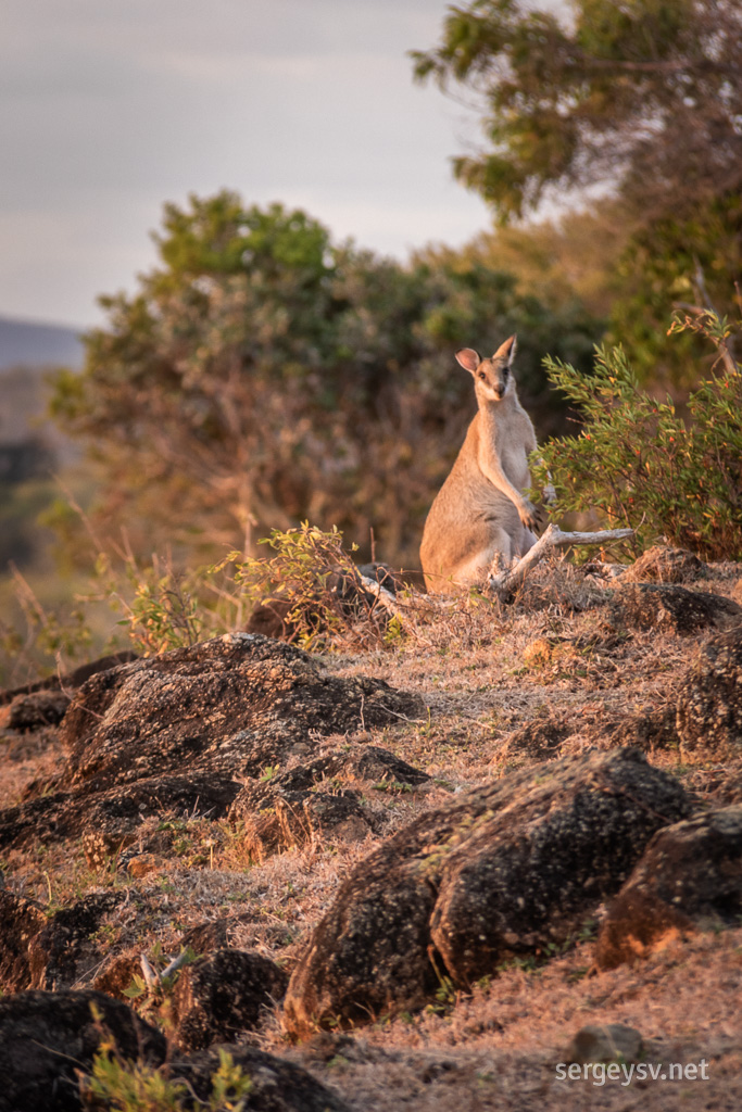 A wallaby!