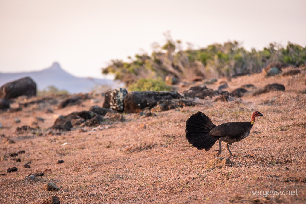 A brush turkey!