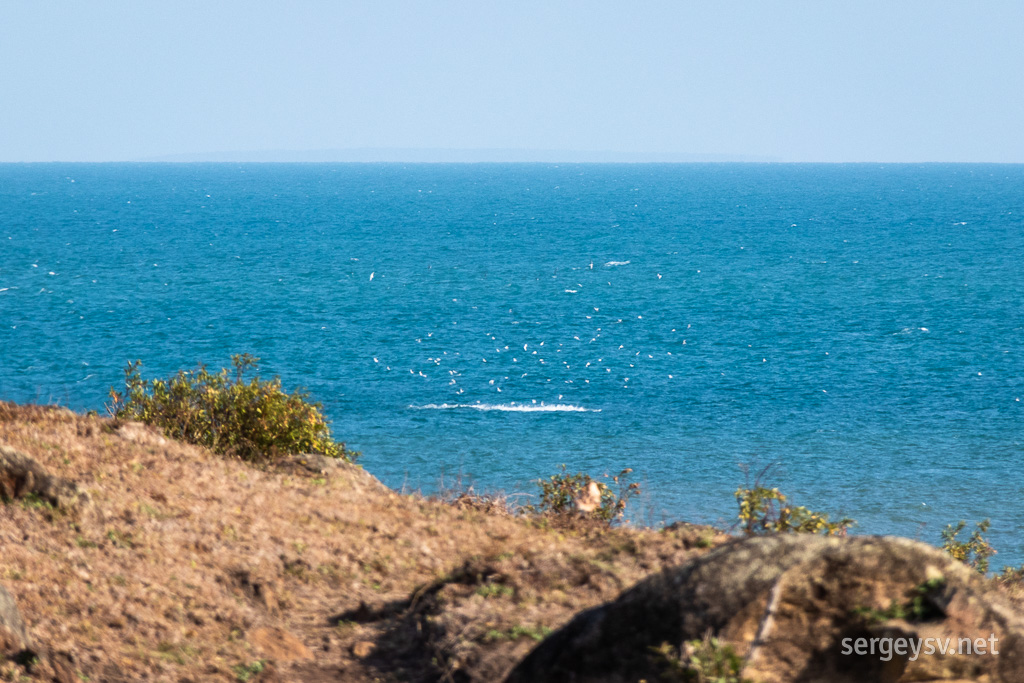 Looks like dolphins are hunting, and birds join the meal.