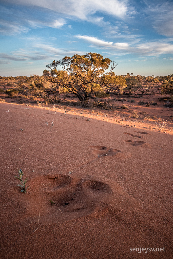 Emu's tracks.