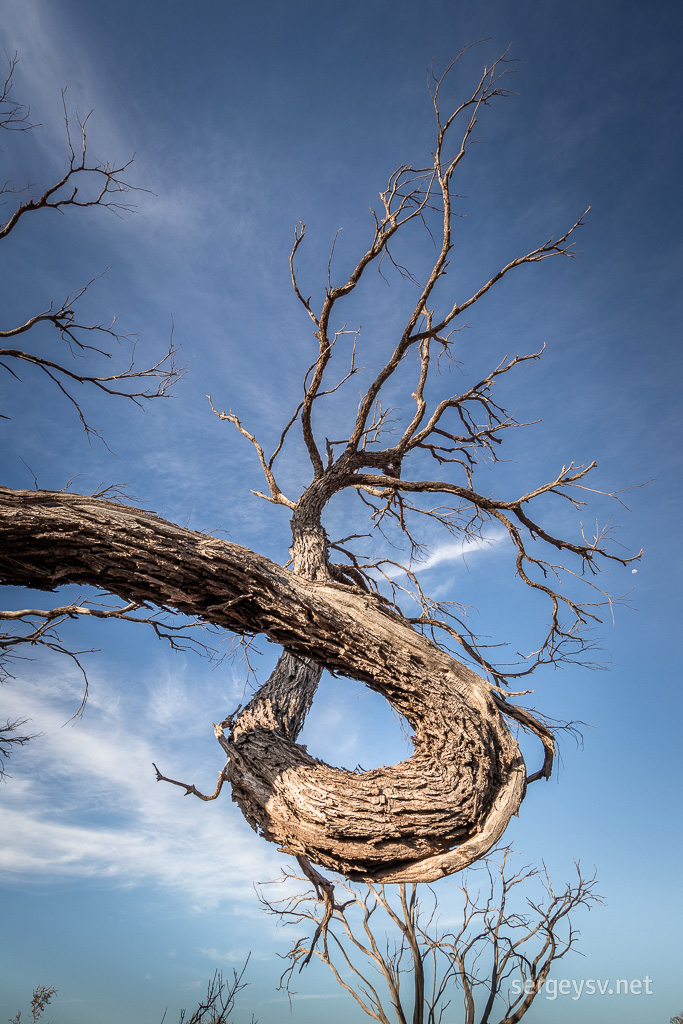 No such thing as too many twisted trees!