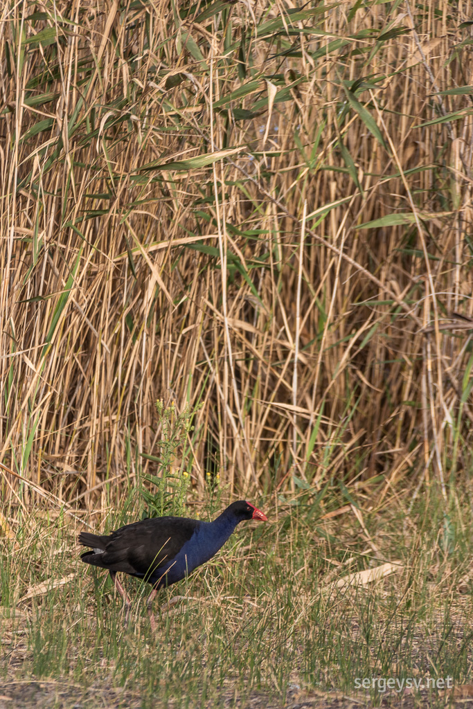 A swamp hen.