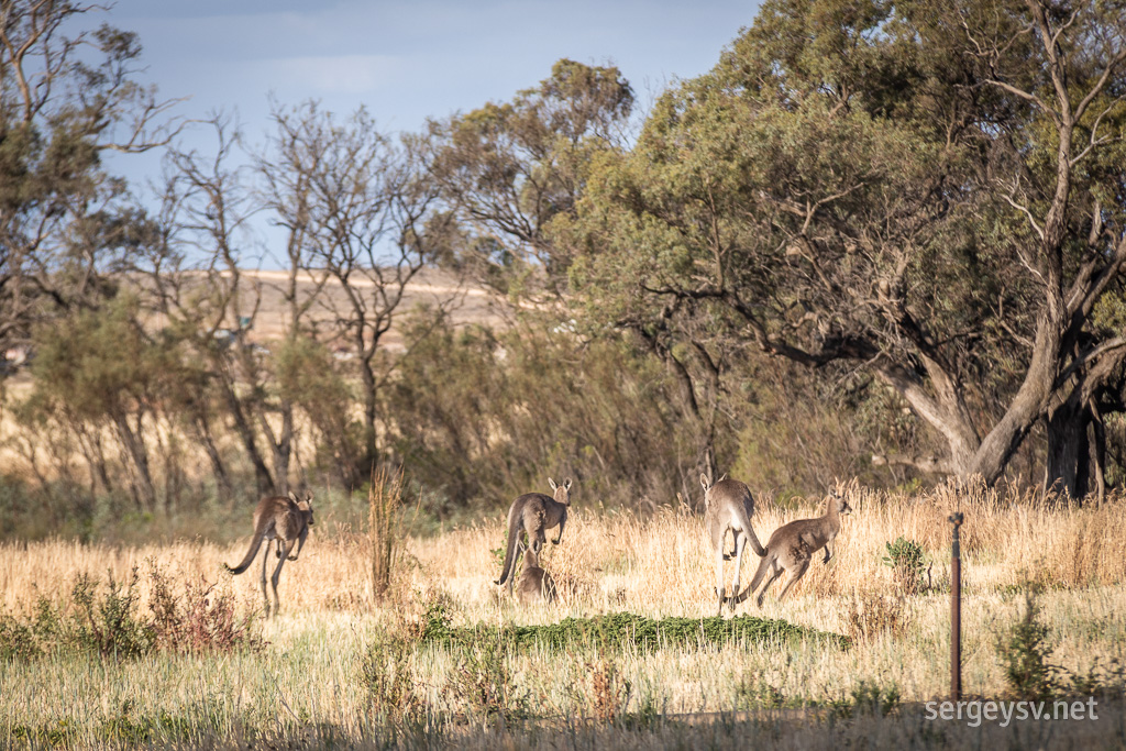 Roos remembered that they needed to be somewhere.