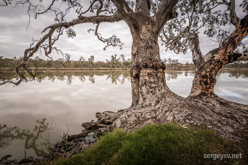 Love this tree.