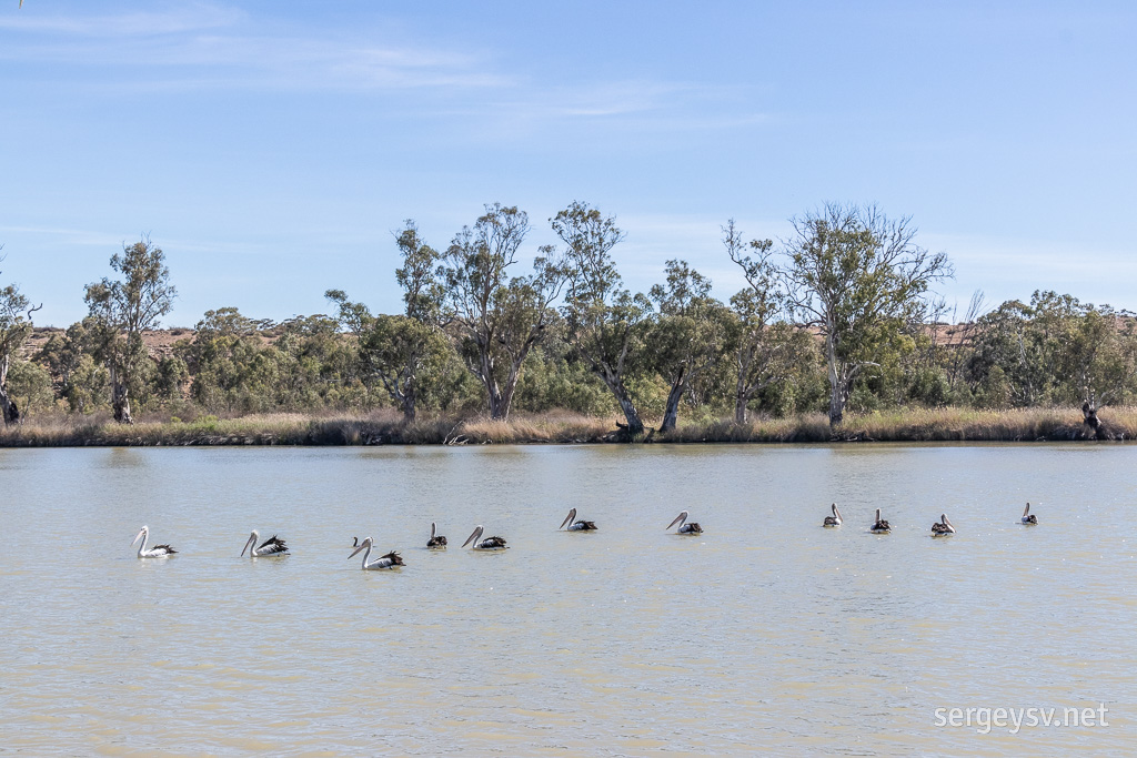 Pelicanmoot.