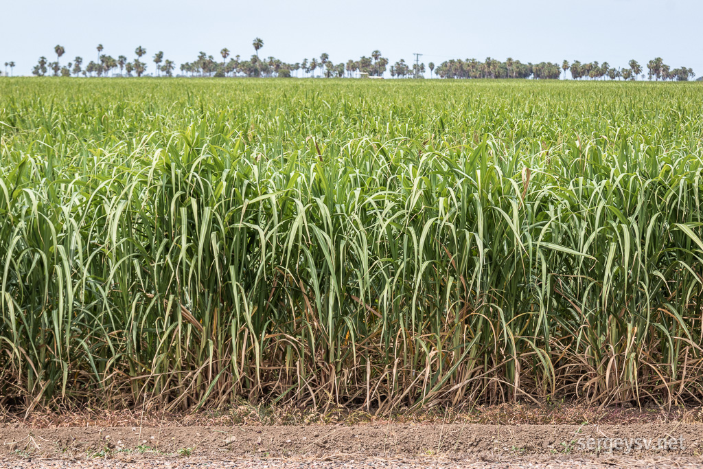 The land of the sugarcane.