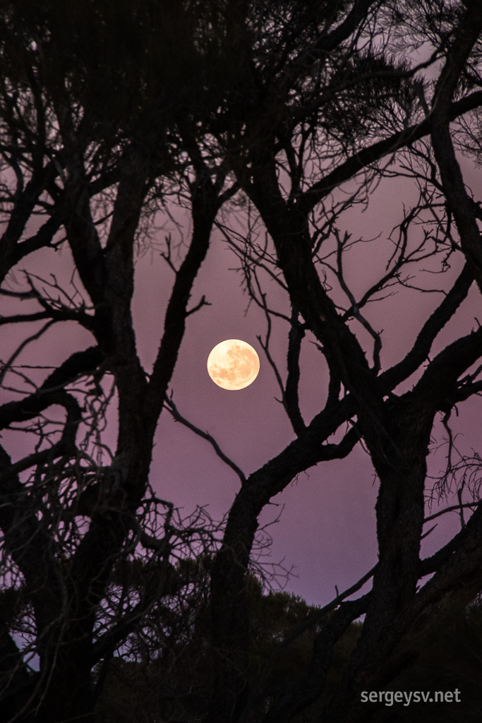 The moon caught in the trees.