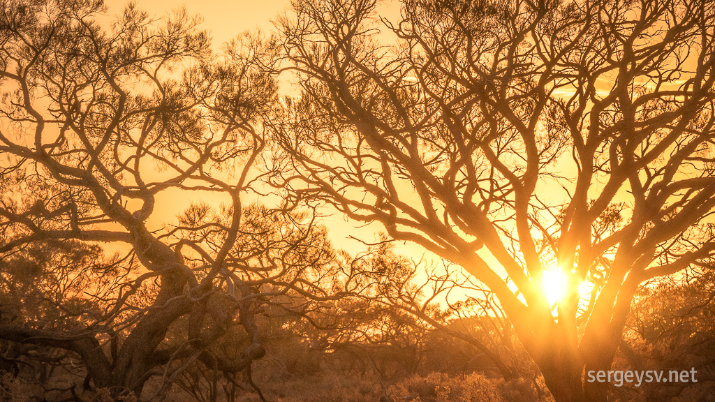 The sun can get tangled in the trees, too.