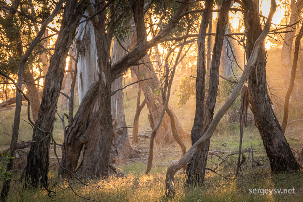 Enchanted forest at the Mount Alexander.