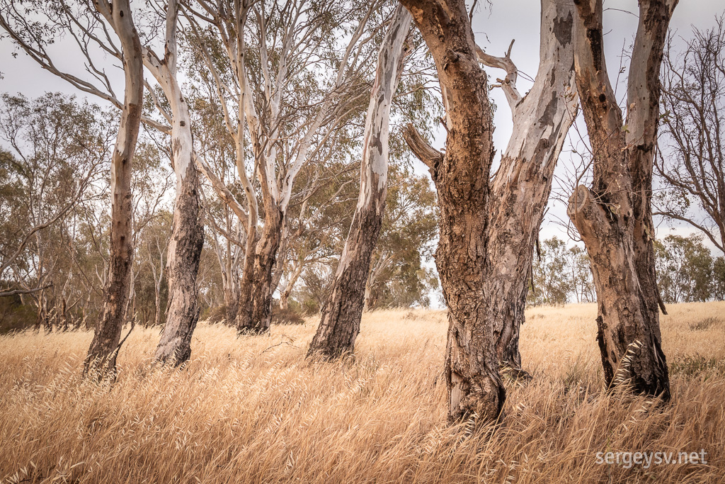 The gums and the golden grass.