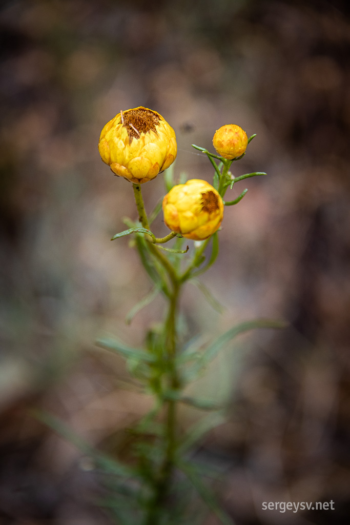 Pretty woodland flowers.