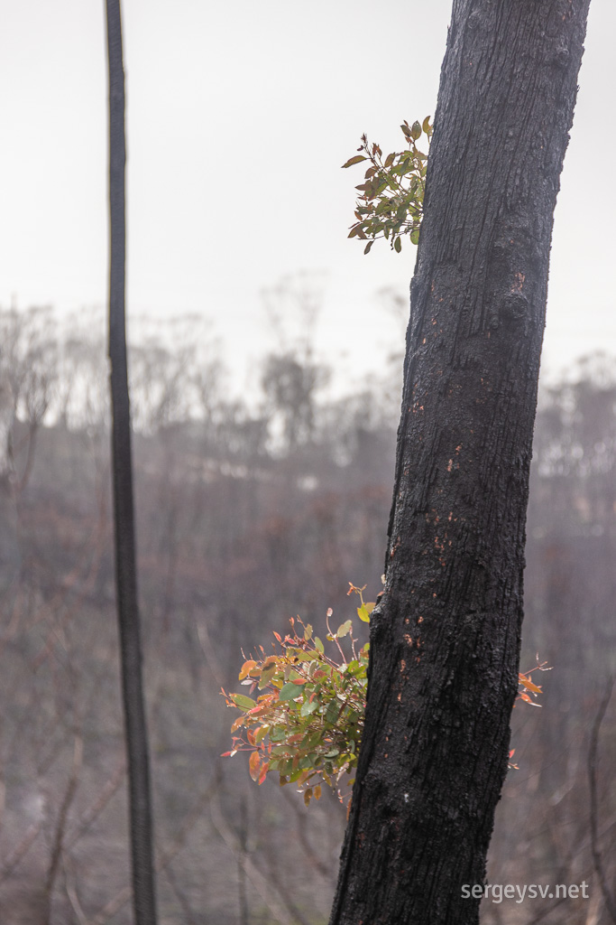 Regrowth has already begun.