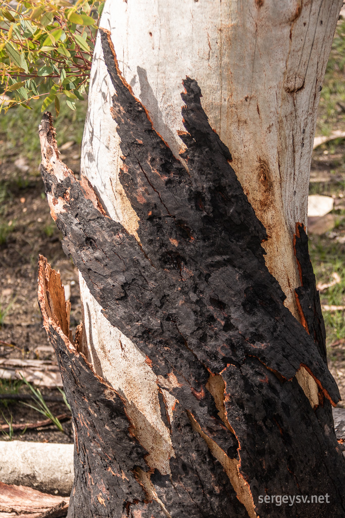 Bark “licks” the tree like a fire.