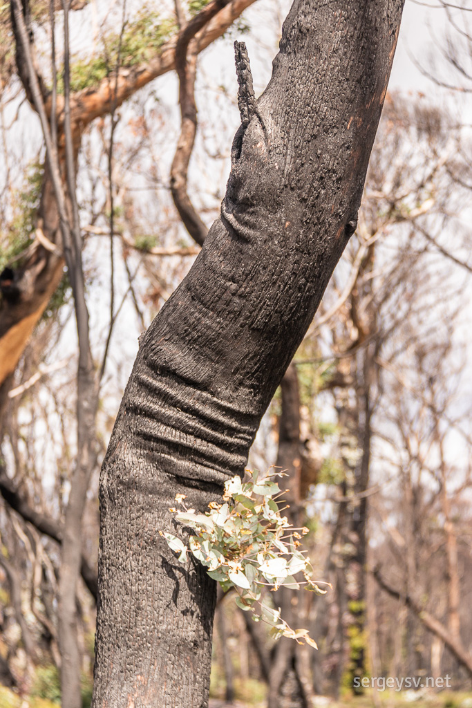 Elbow wrinkles.