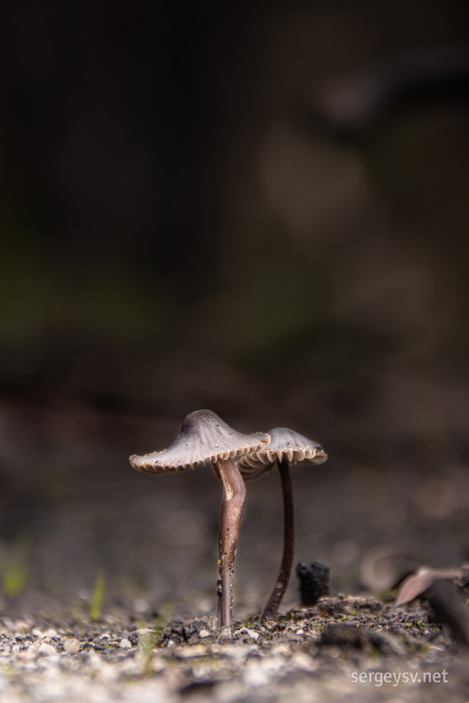 Mushrooms!